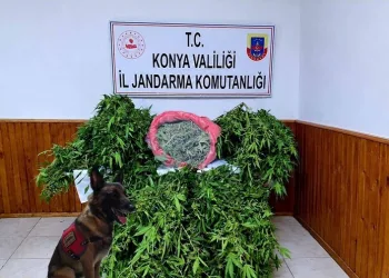 Depo görünümlü alana kenevir eken şüpheli yakalandı