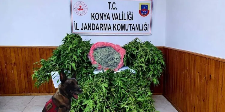 Depo görünümlü alana kenevir eken şüpheli yakalandı