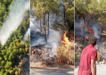 Manavgat’ta orman yangını