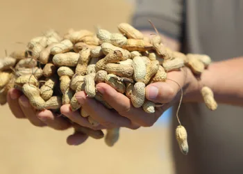 Yer fıstığında hasat başladı