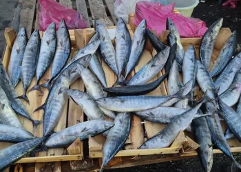Tekirdağ’da palamut 75 TL’ye kadar düştü