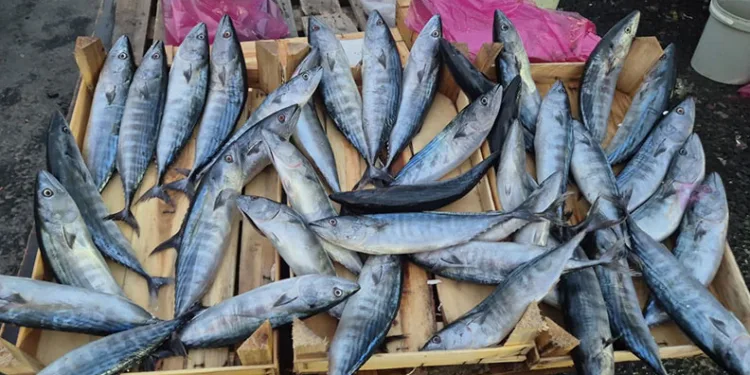Tekirdağ’da palamut 75 TL’ye kadar düştü