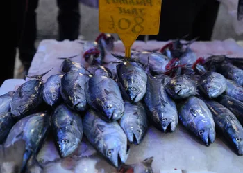 Karadeniz’de palamut patlaması: Tanesi 80 TL