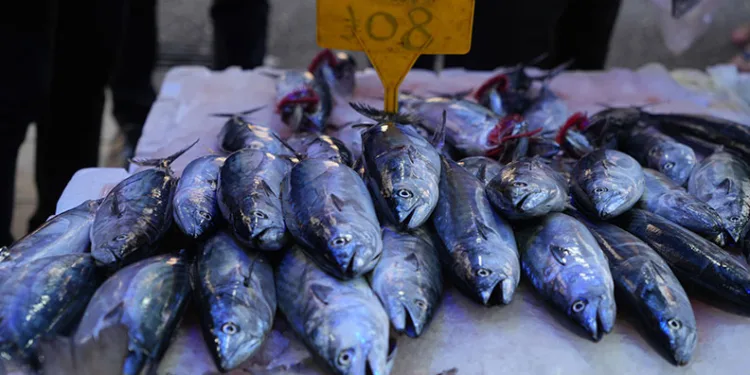 Karadeniz’de palamut patlaması: Tanesi 80 TL
