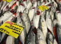 Kocaeli’de balık sezonu palamut bolluğuyla başladı