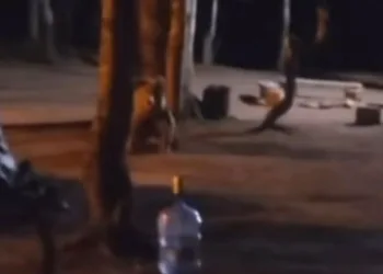 Uludağ’da çadır kuran ailenin yanına aç kalan ayı geldi