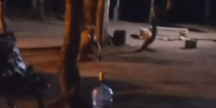 Uludağ’da çadır kuran ailenin yanına aç kalan ayı geldi