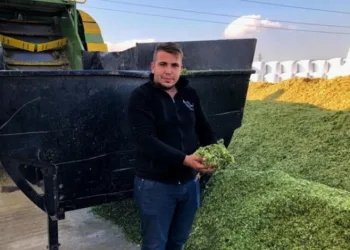 Bu slajlık yem ve saman hem ekonomik hem de verimli