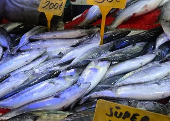 Palamut bedavadan biraz daha pahalı: Tanesi 50 TL