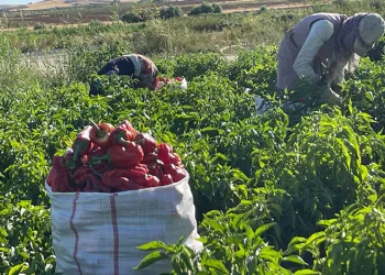 Tarlalardan sofralara acı yolculuk başladı