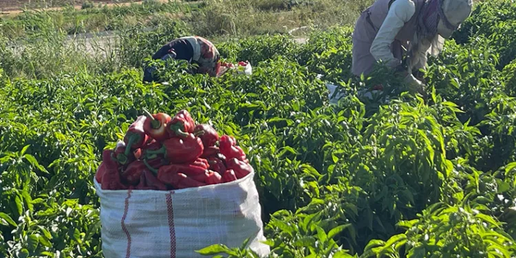 Tarlalardan sofralara acı yolculuk başladı