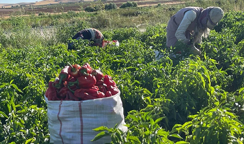 Tarlalardan sofralara acı yolculuk başladı
