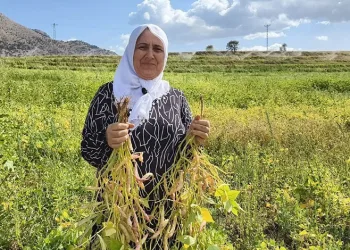 Coğrafi işaretli kuru fasulye hasadı başladı