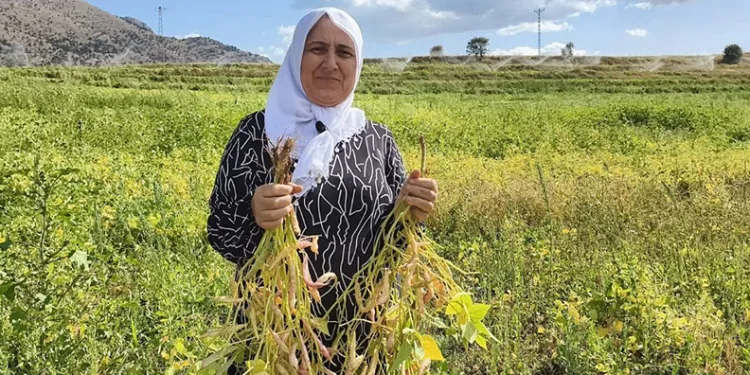 Coğrafi işaretli kuru fasulye hasadı başladı