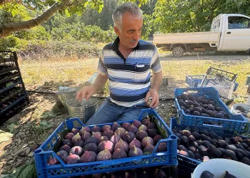 Geciken incir hasadı düşük rekolteye sebep oldu