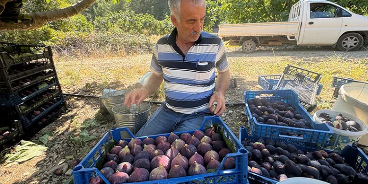 Geciken incir hasadı düşük rekolteye sebep oldu