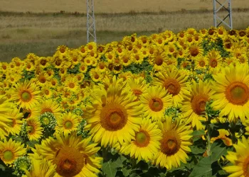 Kars’ta Eylül ayında ayçiçekleri çiçek açtı
