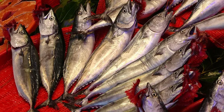 Karadeniz’de palamut bereketi