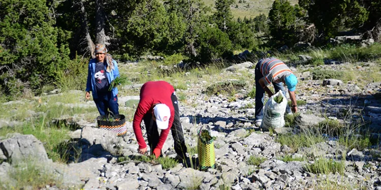 Toros Dağları’nda kekik mesaisi başladı