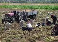 Patates diyarı Bolu’da zorlu hasat mesaisi başladı