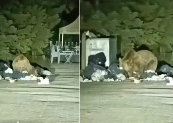 Uludağ’da aç kalan ayı çöp konteynerinde yemek aradı
