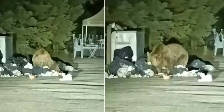 Uludağ’da aç kalan ayı çöp konteynerinde yemek aradı