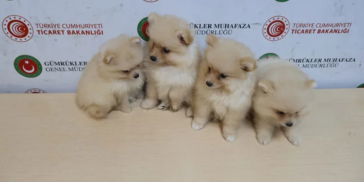 Gümrüklerde 81 milyar 970 milyon liralık kaçakçılık önlendi