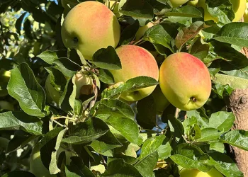 Bu elma dalından kopartıldıktan sonra 6 ay boyunca tüketilebiliyor