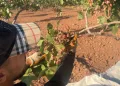 Siirt’te ‘yeşil altının’ hasadı başladı