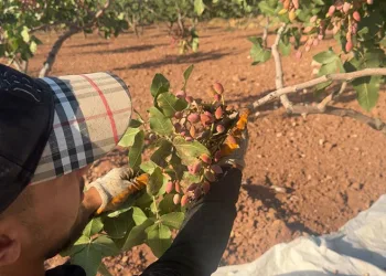 Siirt’te ‘yeşil altının’ hasadı başladı