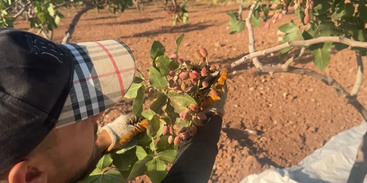 Siirt’te ‘yeşil altının’ hasadı başladı