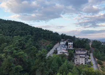 Mahallede ‘Ayı’ korkusu