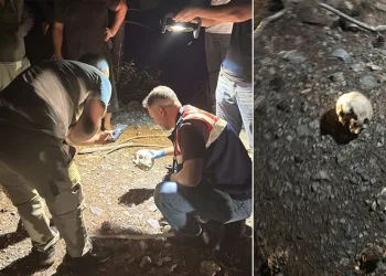 Gazipaşa’da ormanlık alanda kafatası bulundu