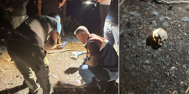 Gazipaşa’da ormanlık alanda kafatası bulundu