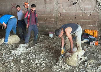 Milyonlarca lira değerindeki yapağının ekonomiye kazandırılması için tesis çağrısı
