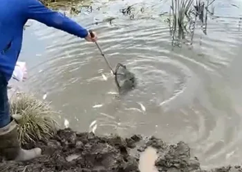 Kura Nehri’nde balık ölümleri: İnceleme başlatıldı