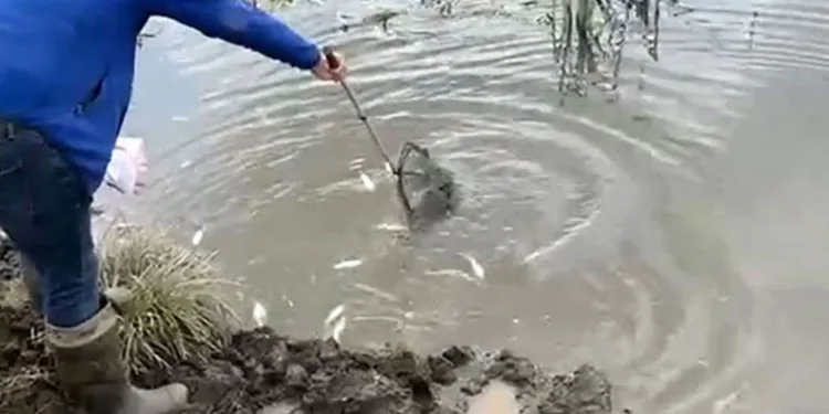 Kura Nehri’nde balık ölümleri: İnceleme başlatıldı