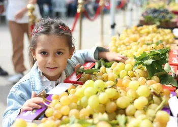 Osmangazi’de Üzüm Bereketi Festivalle Taçlandı
