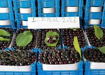 Konya’da kiraz hasadı Eylül’de de sürüyor
