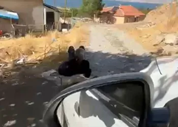Elazığ’da yaşlı bir adam, eşi tarafından zincirle ağaca bağlanmış şekilde görüntülendi
