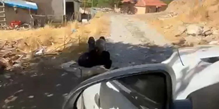 Elazığ’da yaşlı bir adam, eşi tarafından zincirle ağaca bağlanmış şekilde görüntülendi