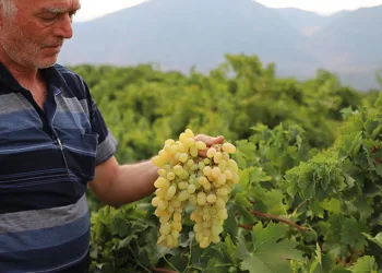 Meşhur ‘hatun parmağı’ ve ‘Antep karası’ üzümünün hasadı başladı