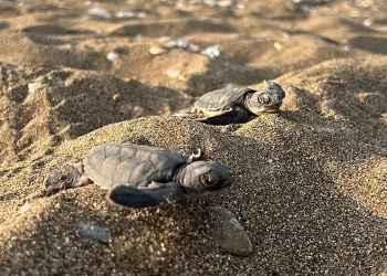 Mersin’den 100 bin yavru ‘caretta caretta’ Akdeniz’le buluştu