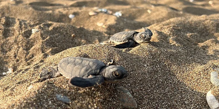 Mersin’den 100 bin yavru ‘caretta caretta’ Akdeniz’le buluştu