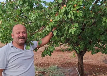 Malatya’da hasattan aylar sonra dalında kayısı bulunan ağaçlar şaşırtıyor