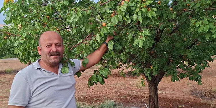 Malatya’da hasattan aylar sonra dalında kayısı bulunan ağaçlar şaşırtıyor