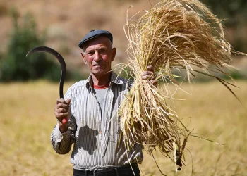 Bitlis’te geleneksel çeltik hasadı: Yüzyıllık gelenek yaşatılıyor