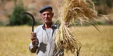 Bitlis’te geleneksel çeltik hasadı: Yüzyıllık gelenek yaşatılıyor