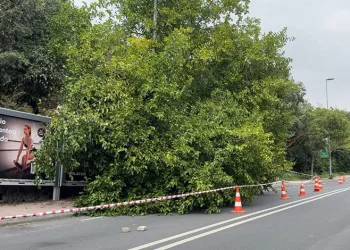 İstanbul’da yağış sonrası ağaçlar devrildi, rögarlar taştı