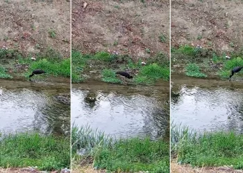 Nadir görülen kara leylek, beslenirken görüntülendi